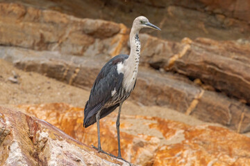 White-necked or Pacific Heron in Northern Territory Australia