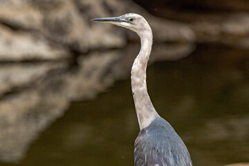 White-necked or Pacific Heron in Northern Territory Australia