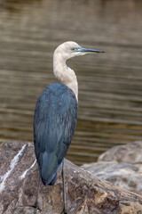 White-necked or Pacific Heron in Northern Territory Australia