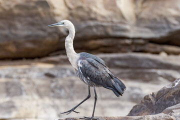White-necked or Pacific Heron in Northern Territory Australia