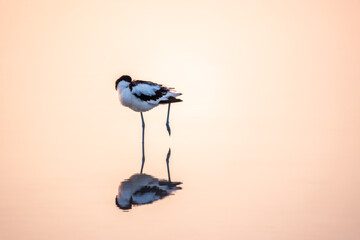 Water bird pied avocet, Recurvirostra avosetta, standing in the water in pink sunset light. The...