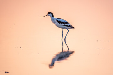 Water bird pied avocet, Recurvirostra avosetta, standing in the water in pink sunset light. The pied avocet is a large black and white wader with long, upturned beak