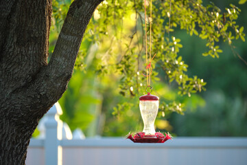 Feeder for birds and squirrels hanging on tree branch in park or backyard. Love and care about animals concept - Powered by Adobe