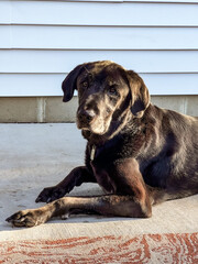 black labrador retriever