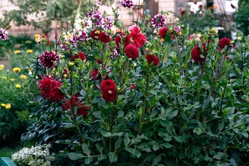 Outdoor-Kissen Blooming dahlias of different types in the flower garden near the house. High quality photo © Татьяна Оракова