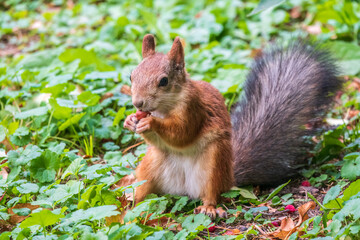 Autumn squirrel with nut sits on green grass with fallen yellow leaves