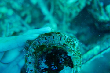 Japanese navy airplane Betty bomber in WW2 Chuuk (Truk lagoon), Federated States of Micronesia...