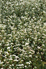 Buckwheat blooming in August close-up. Vertical floral background. High quality photo