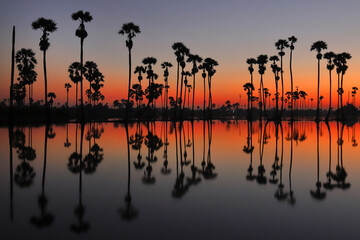 Silhouettes of sugar palm in twilight sky background.