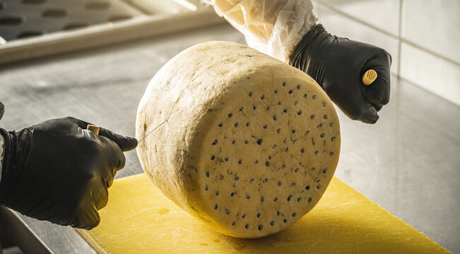 A farmer in black gloves cuts a head of spicy gorgonzola cheese with blue mold with a slicer into pieces