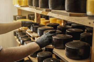 Farmer in gloves turns over cheese heads in the cheese maturation storage. Production of cheeses...