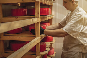 Farmer in gloves turns over cheese heads in the cheese maturation storage. Production of cheeses...