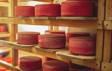 Cheeseheads with lie on the shelves of the storage for maturation. Production of European cheeses and dairy products