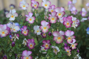 purple and white flowers