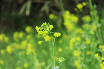 flowers in the garden