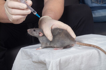 Treatment of a pet rat with an injection, the male owner gives an injection to his pet