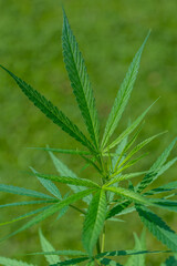 Cannabis plant or Marijuana plant on Green blur background.
