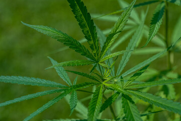 Naklejka na ściany i meble Cannabis plant or Marijuana plant on Green blur background.
