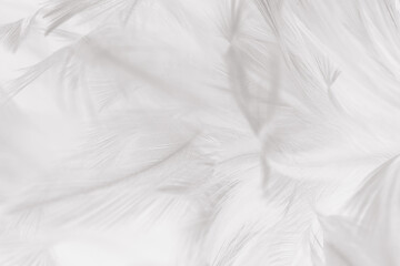 white gray feather wooly pattern texture background