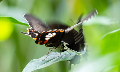Two Common Mormon butterflies mating dance in the garden. motion blur in wings.