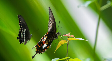 Two Common Mormon butterflies mating dance in the garden.