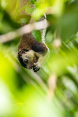 An isolated grizzled giant squirrel hanging down from a branch and eating fruit.