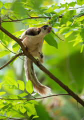 Sri Lankan giant squirrel on a tree branch searching for wild fruits in the jungle.