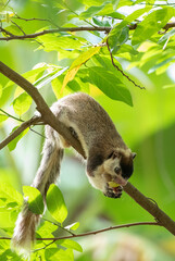 Fototapeta premium Sri Lankan giant squirrel on a tree branch feeding on wild fruits in the tropical forest.