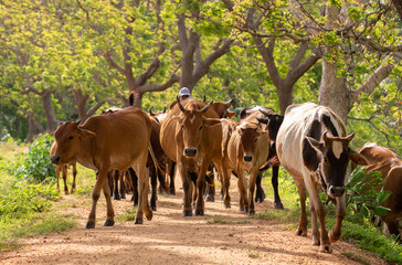 Cattleman guiding the herd of cows from behind. Long-horned alpha male cow leads from the front....