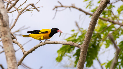 Fototapeta premium Colorful black-hooded oriole bird perch on a branch and feeds on a worm.