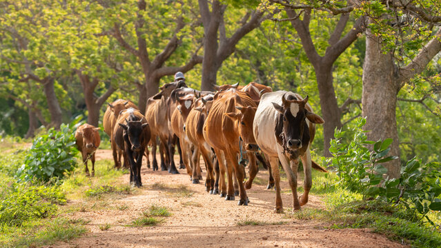 Cattleman and the livestock walking on the gravel road. Rural villages and cultural scenery in Anuradhapura, Sri Lanka.