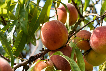 Ripe, fragrant, juicy peaches on a tree in the garden. Close-up.