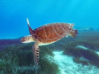 Schilderijen op glas Green sea turtle from Cyprus - Chelonia mydas © Sakis Lazarides