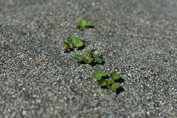 Growing green, small plant on sand outdoors. Natural background. Close up.