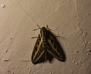 Large, brown moth insect, moth on a white wall at night.