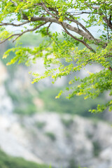 The branches of a large tree were filled with small, lush green leaves in front of the valley.