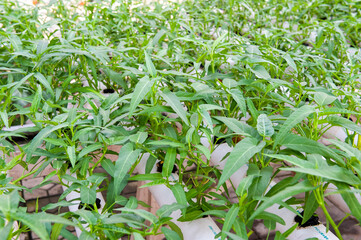 China's science and technology vegetable cultivation, pipeline nutrient liquid vegetable cultivation.