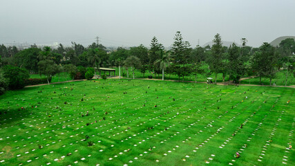 campo verde o verdoso