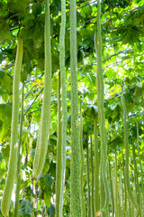Improved loofah grown in Qinhuangdao Botanical Garden, Hebei Province, China