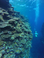 Naklejka na ściany i meble Scuba diving into coral garden at Ishigaki island, Japan