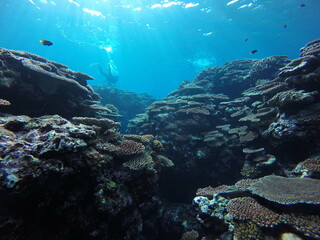 Scuba diving into coral garden at Ishigaki island, Japan