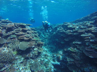 Scuba diving into coral garden at Ishigaki island, Japan