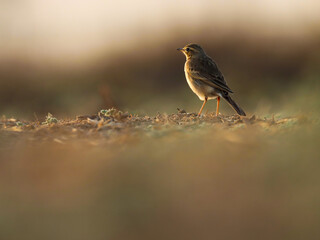 Pipit bird standing on ground, beautiful background. Beautiful brown bird closeup. 
