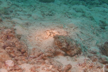 Scuba diving into coral garden at Ishigaki island, Japan