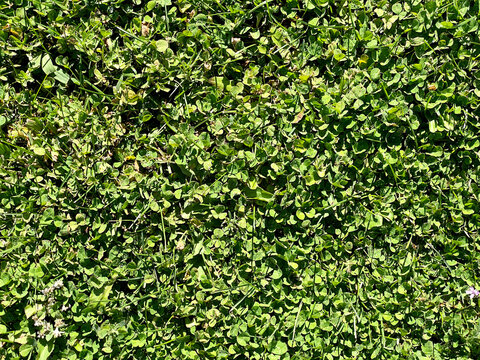 garden yard groundcover lawn plants green spring sunny backyard hedge springtime foliage