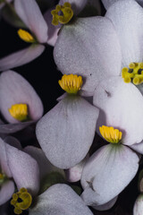Close up photograph of white flowers in the garden on dark background