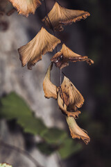 Close up photograph of dry leaves on the branch during the day