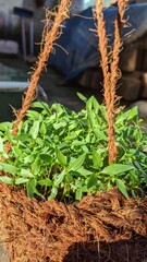 herbs in the garden