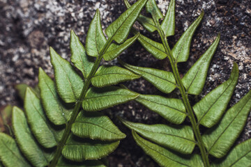 Fototapeta premium Close up photograph of green leaves growing on the wall during the day