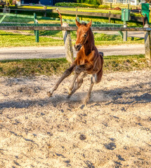 Luxurious dark brown foal gallops in the outdoor arena. Having fun in the sun, one week old. wooden fence and grass. animal themes, newborn